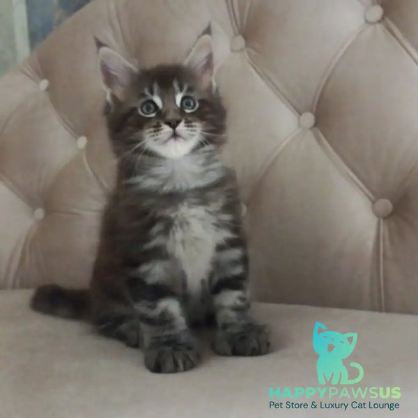 Mystic Maine Coon polydactyl 6x6x6x6 male black tabby - live animals