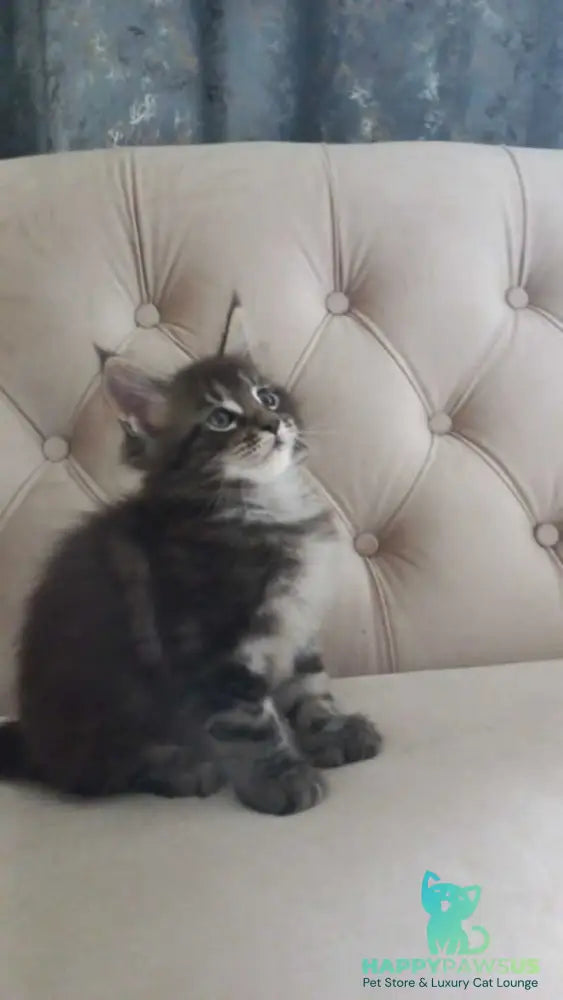 Mystic Maine Coon polydactyl 6x6x6x6 male black tabby - live animals