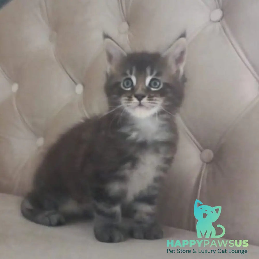 Mystic Maine Coon polydactyl 6x6x6x6 male black tabby - live animals