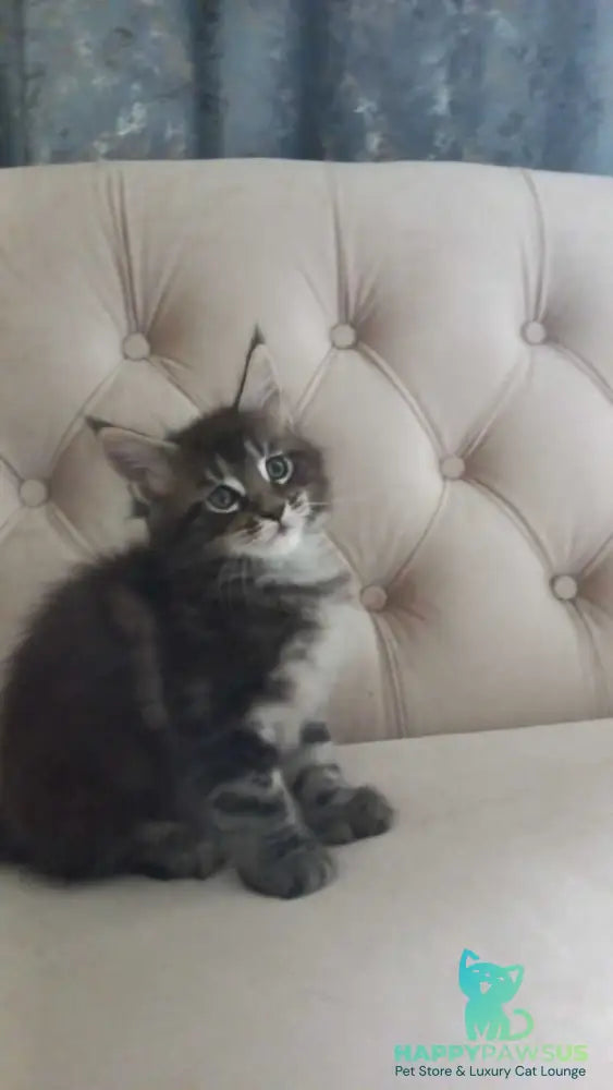 Mystic Maine Coon polydactyl 6x6x6x6 male black tabby - live animals