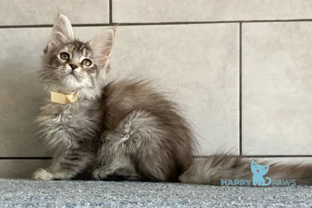 Mystique Maine Coon female black tortie silver tabby live animals