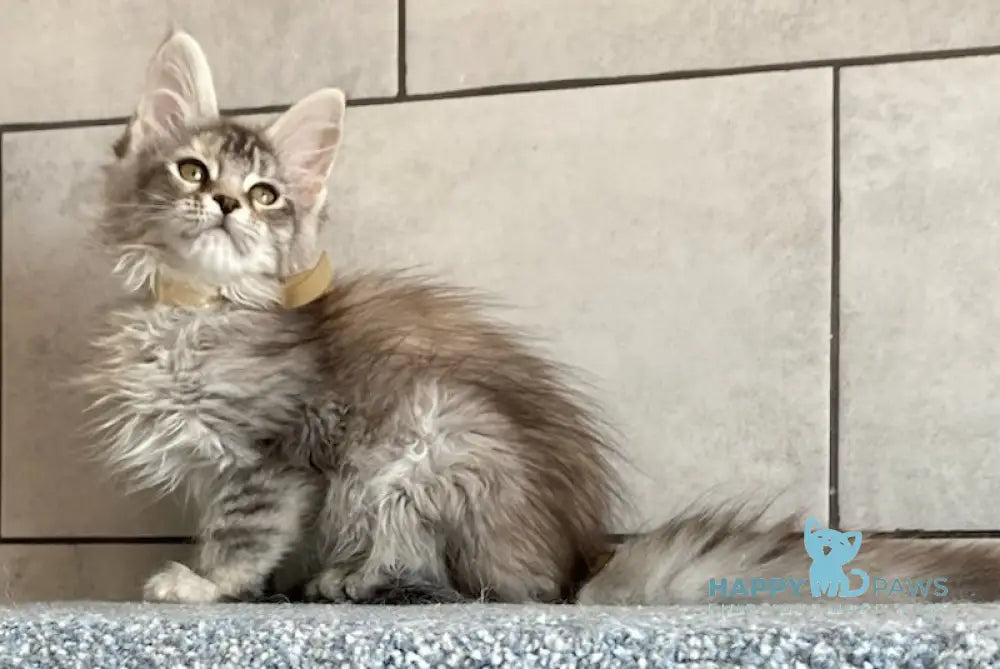 Mystique Maine Coon female black tortie silver tabby live animals