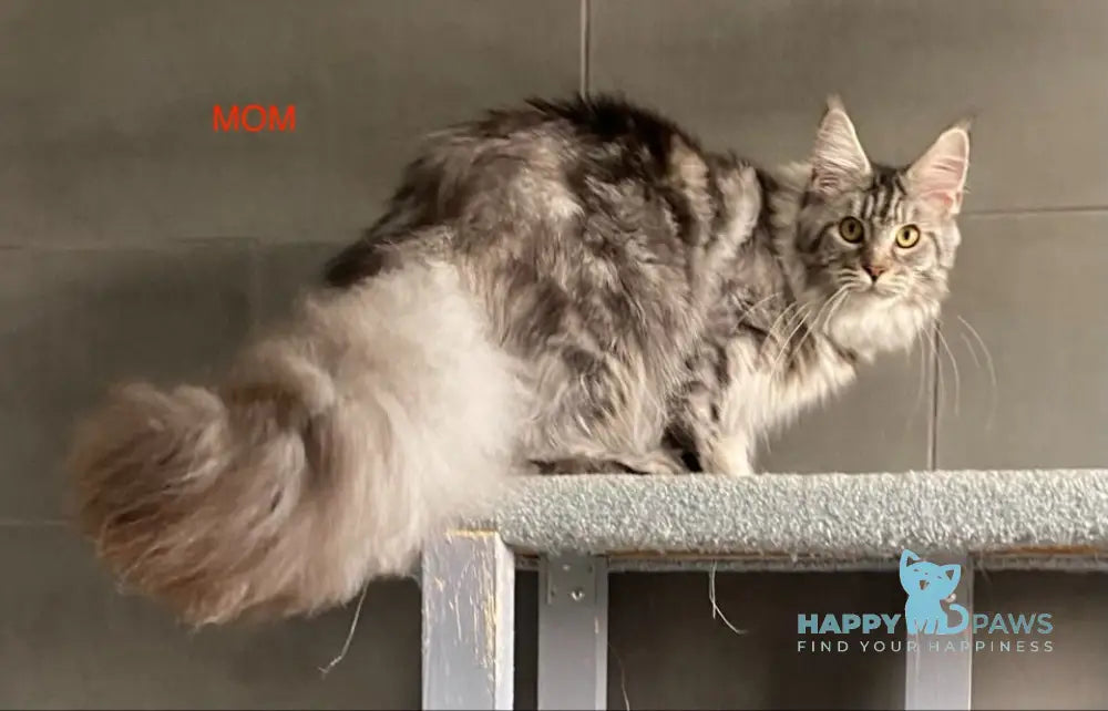 Mystique Maine Coon female black tortie silver tabby live animals