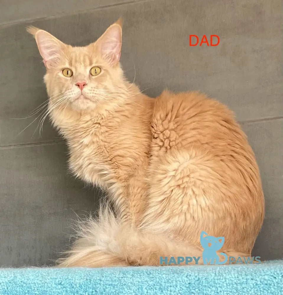 Mystique Maine Coon female black tortie silver tabby live animals