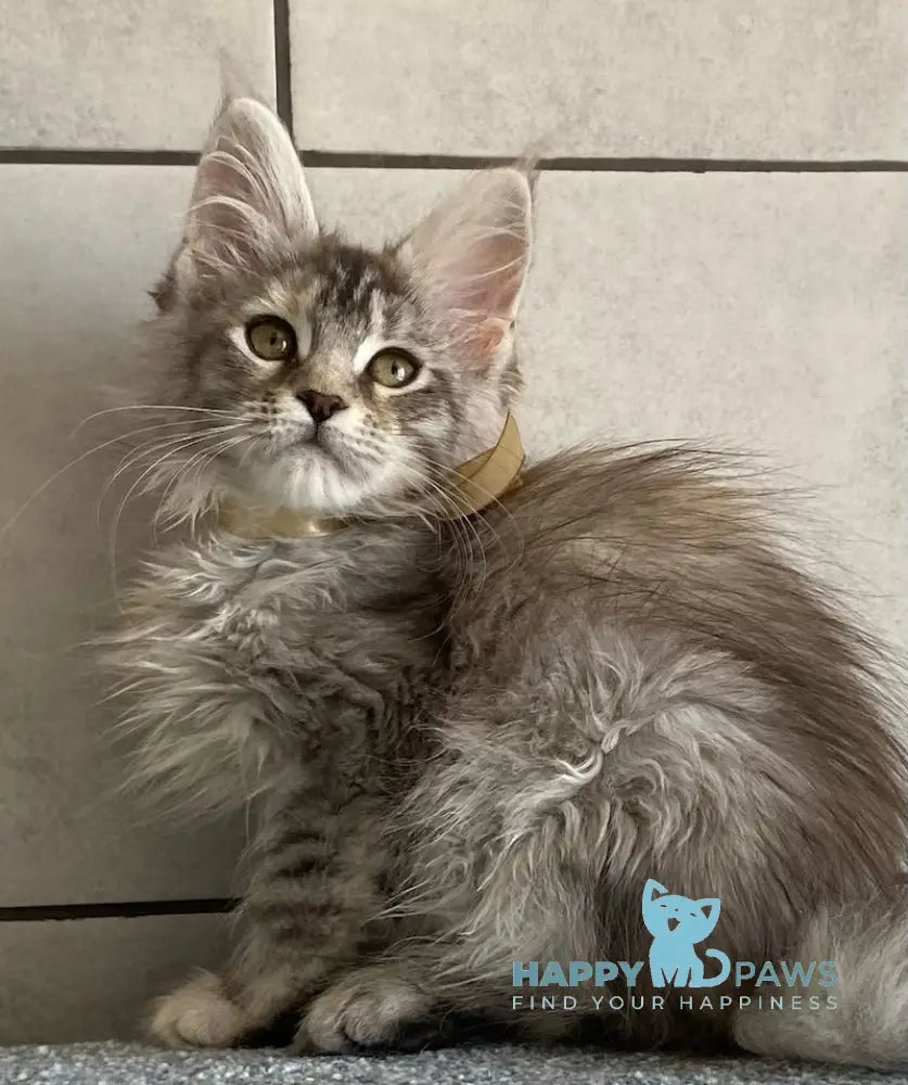 Mystique Maine Coon female black tortie silver tabby live animals