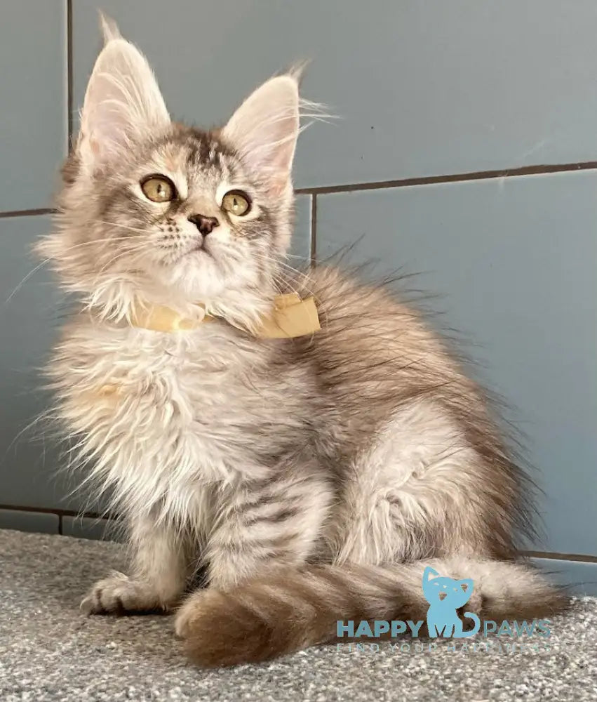 Mystique Maine Coon female black tortie silver tabby live animals
