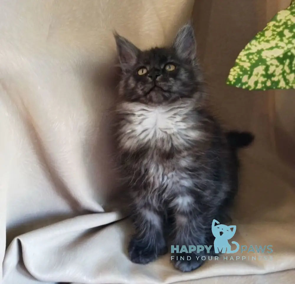 Nadia Maine Coon female black smoke live animals