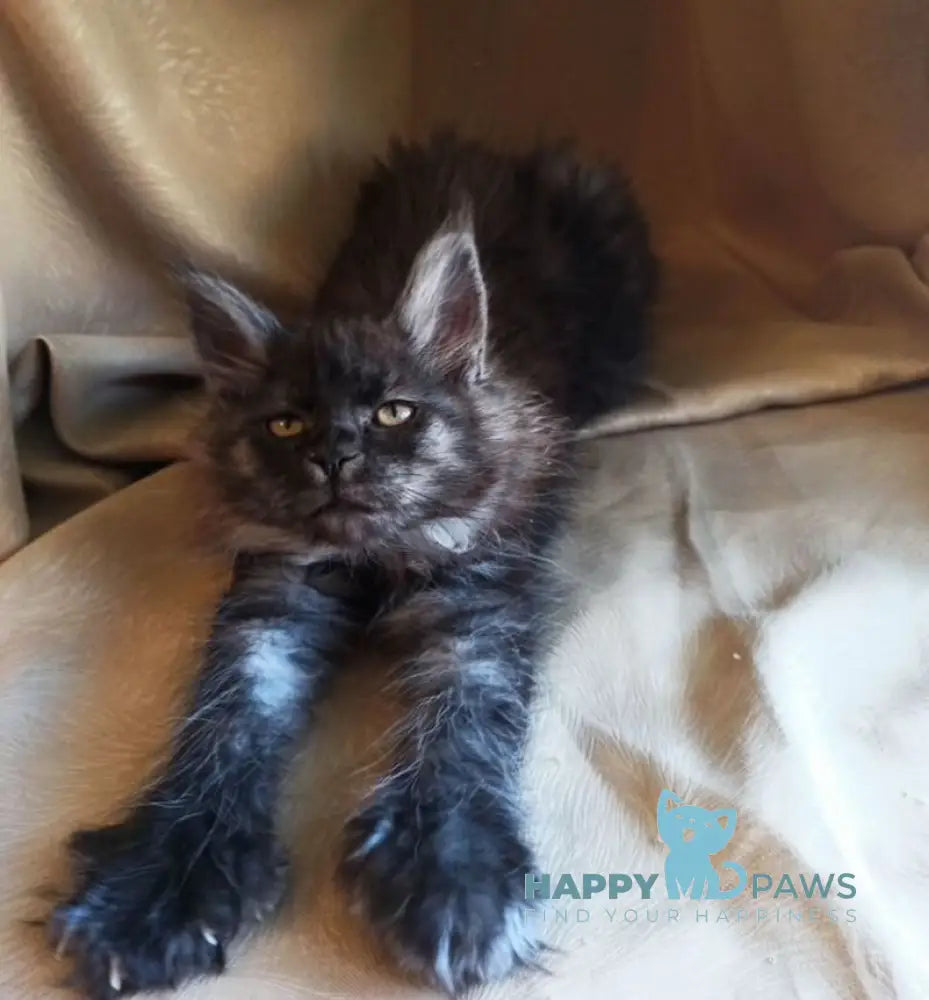 Nadia Maine Coon female black smoke live animals