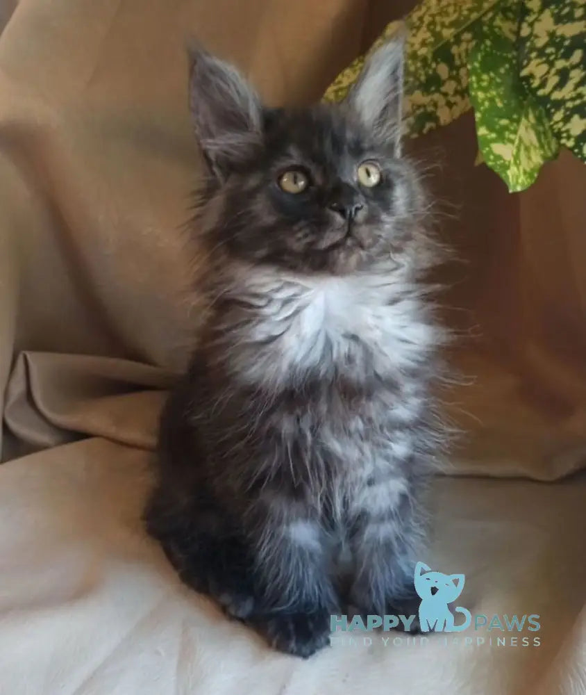 Nadia Maine Coon female black smoke live animals