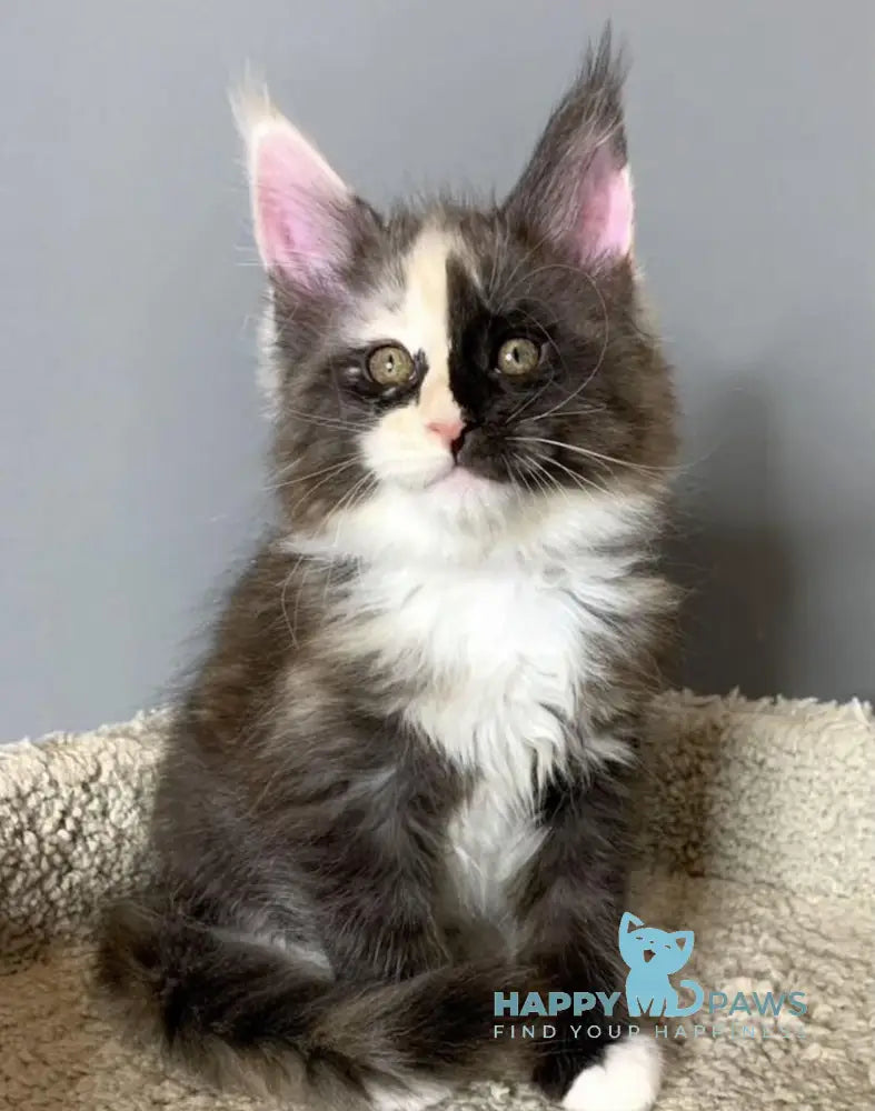 Nadin Maine Coon female black tortie silver bicolour live animals