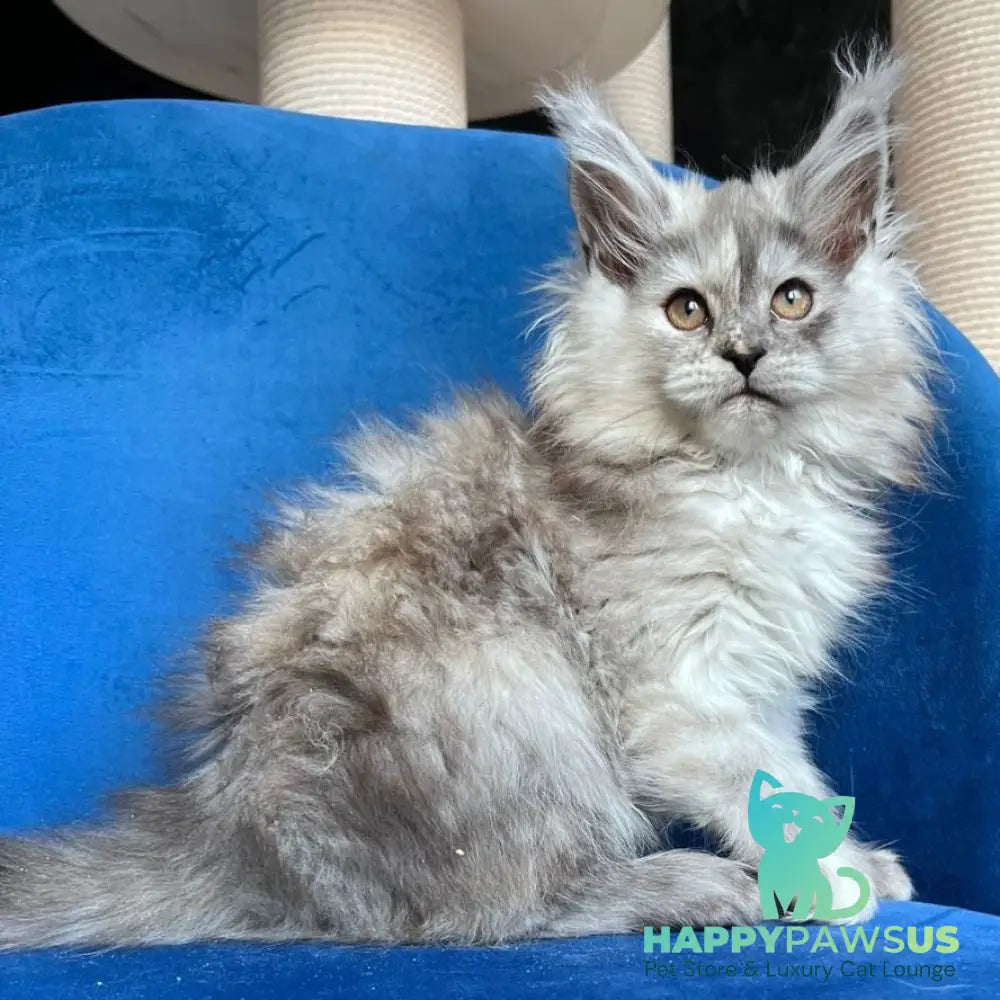 Nаdin Maine Coon female black tortie silver bicolour - live animals