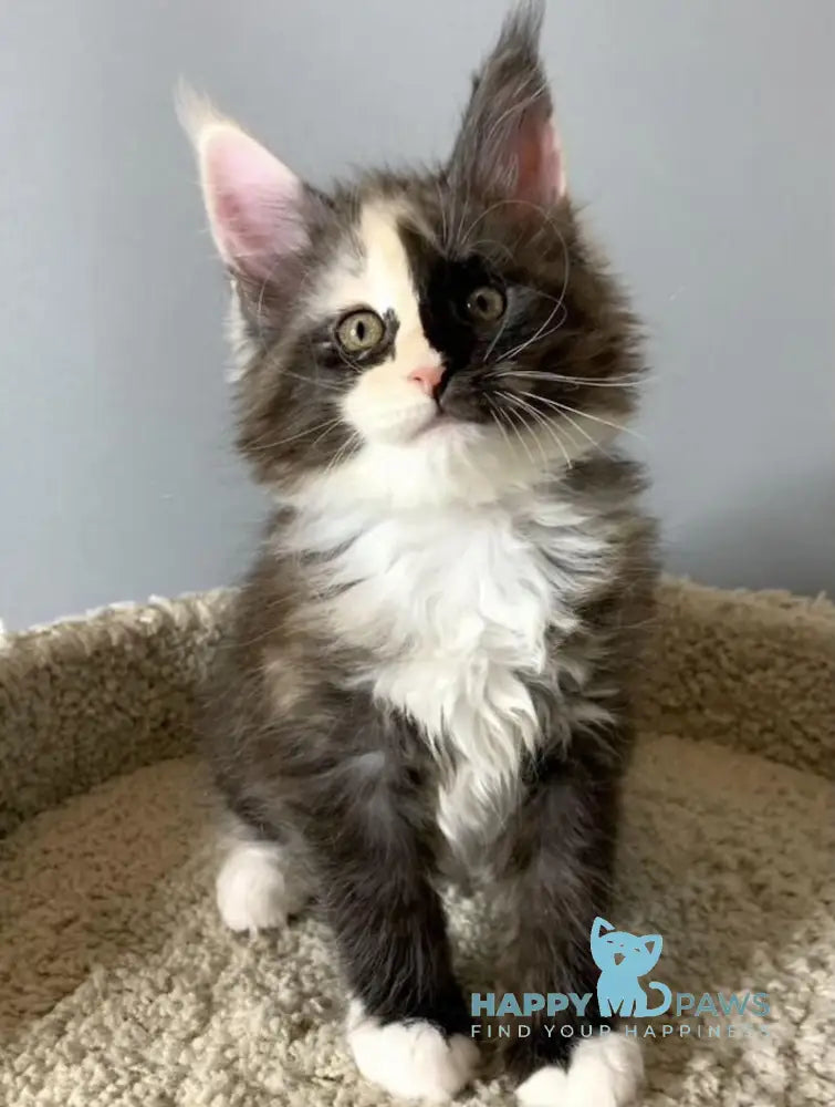 Nadin Maine Coon female black tortie silver bicolour live animals