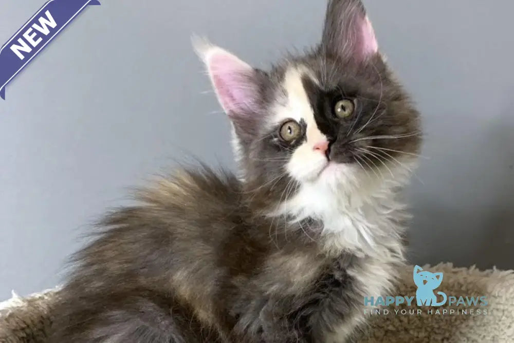 Nadin Maine Coon female black tortie silver bicolour live animals