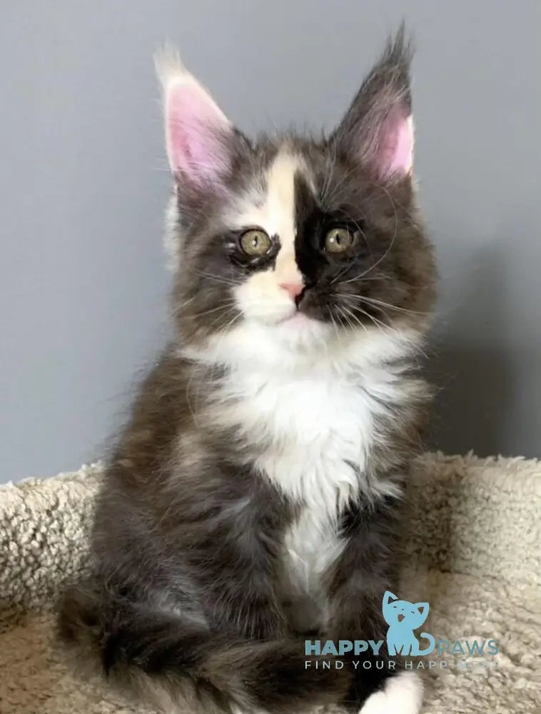 Nadin Maine Coon female black tortie silver bicolour live animals