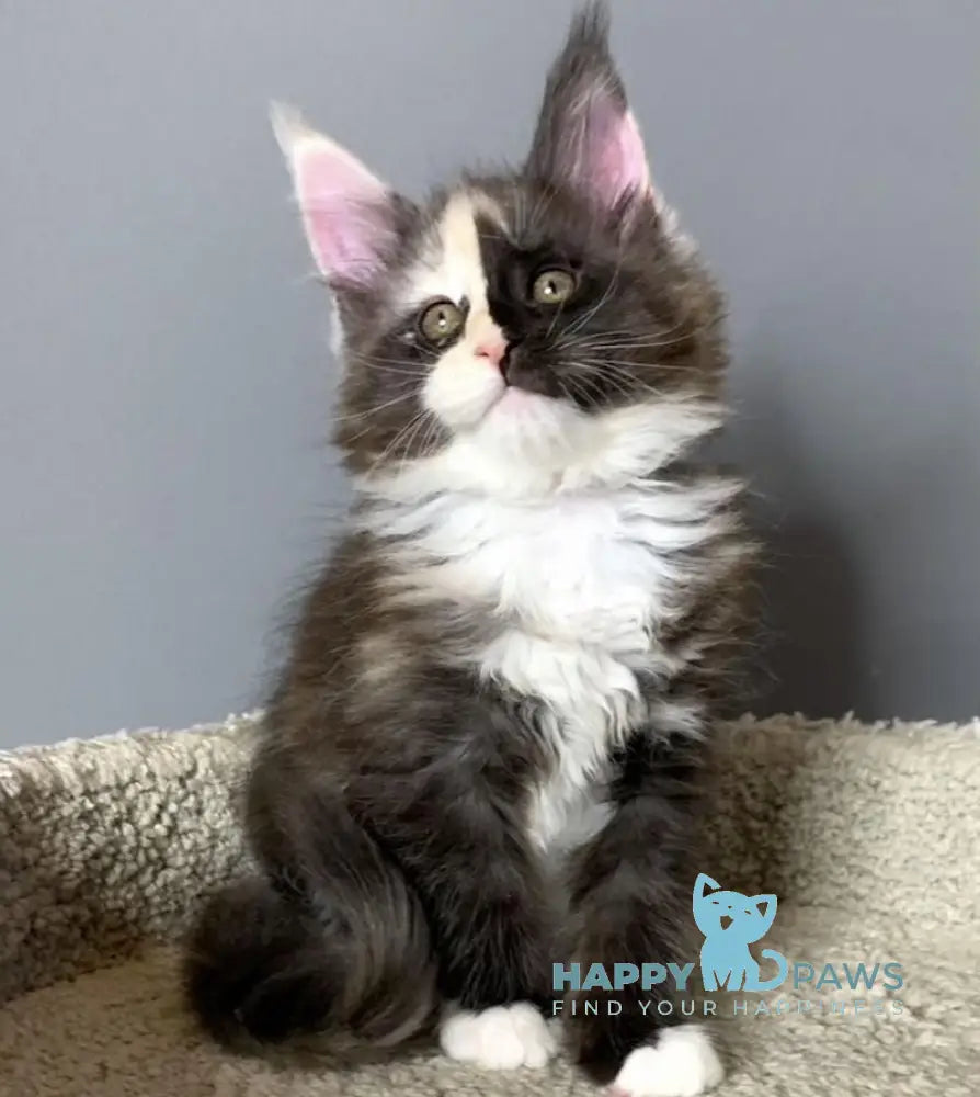 Nadin Maine Coon female black tortie silver bicolour live animals
