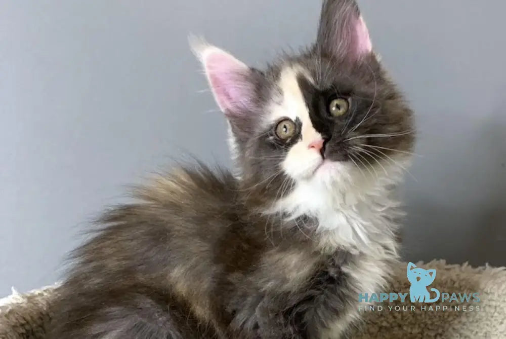 Nadin Maine Coon female black tortie silver bicolour live animals