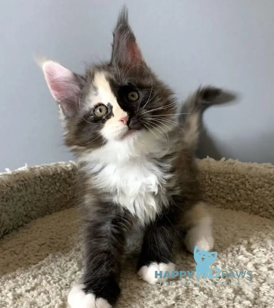 Nadin Maine Coon female black tortie silver bicolour live animals