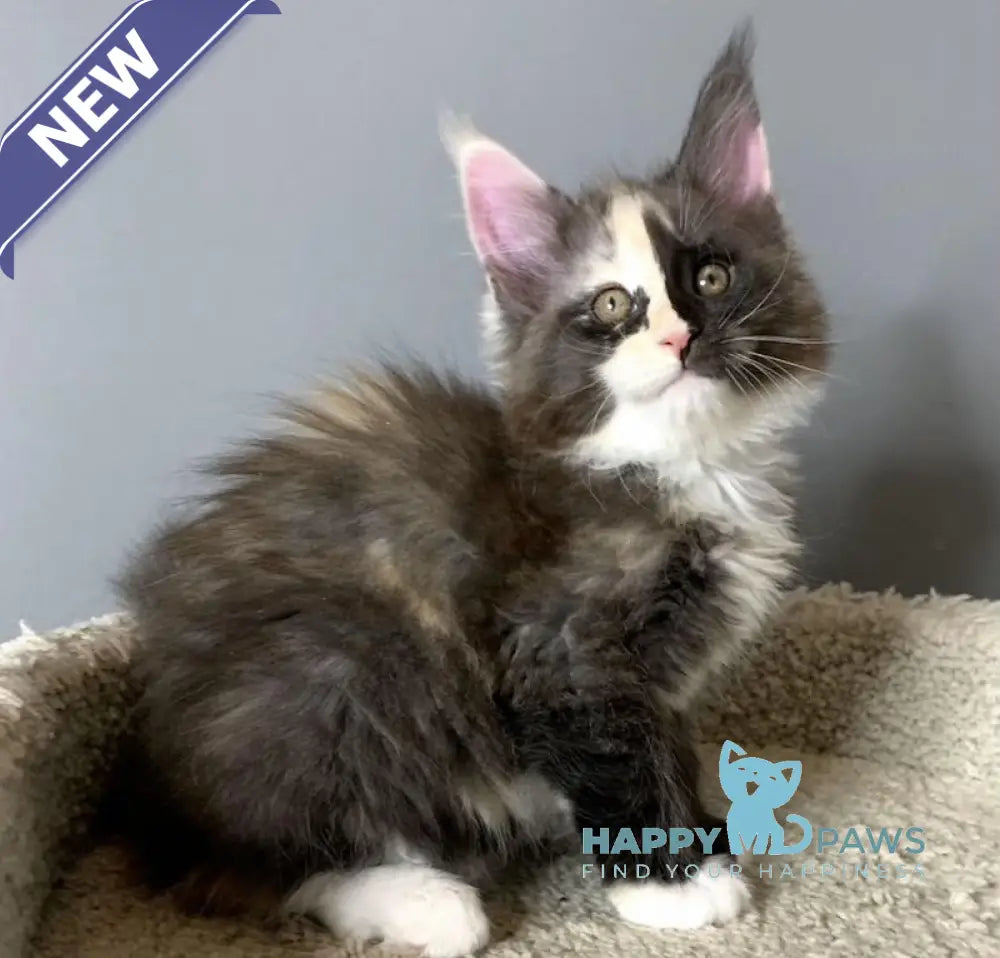 Nadin Maine Coon female black tortie silver bicolour live animals