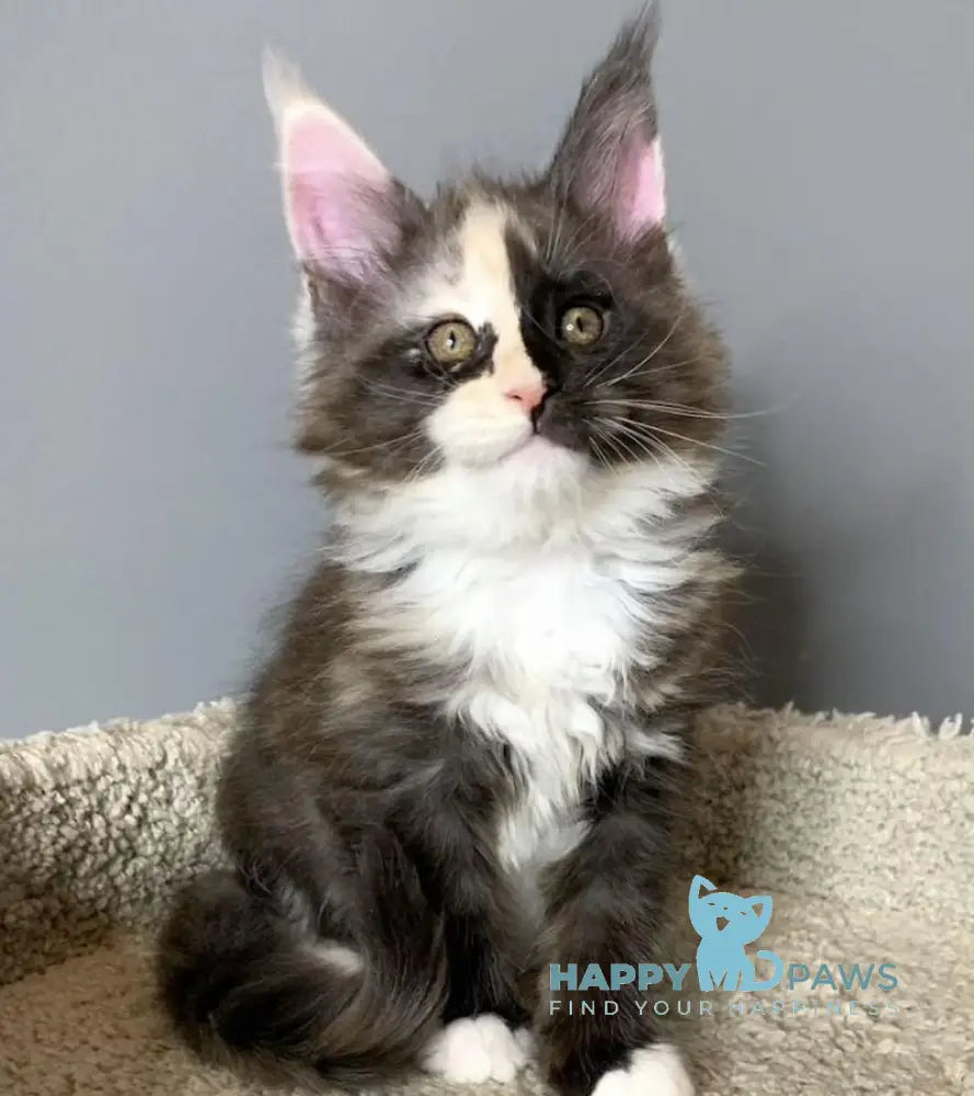 Nadin Maine Coon female black tortie silver bicolour live animals