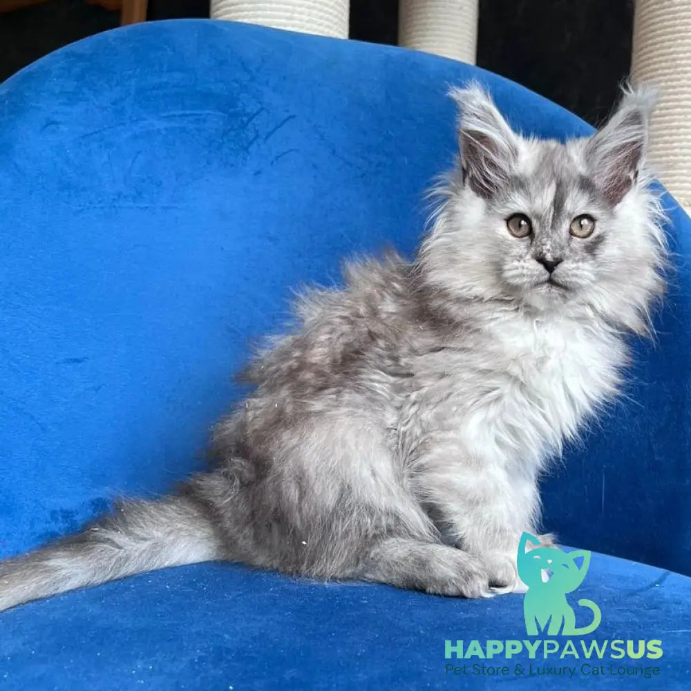 Nаdin Maine Coon female black tortie silver bicolour - live animals