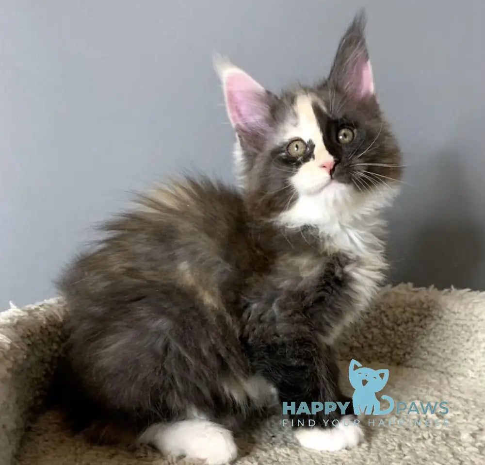 Nadin Maine Coon female black tortie silver bicolour live animals