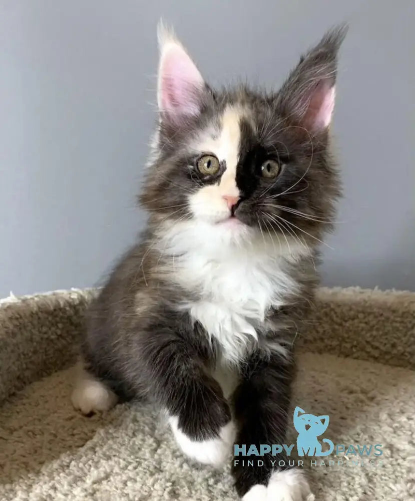 Nadin Maine Coon female black tortie silver bicolour live animals