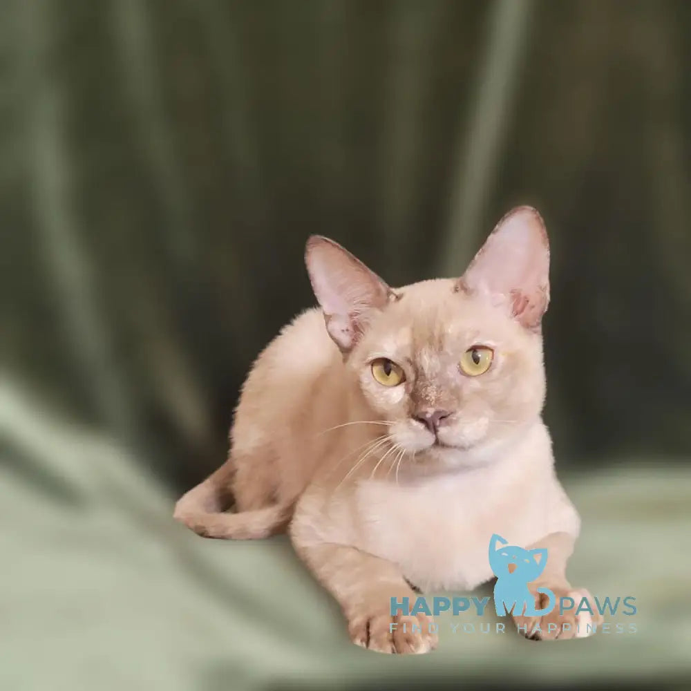Nadine Burmese female chocolate tortie live animals