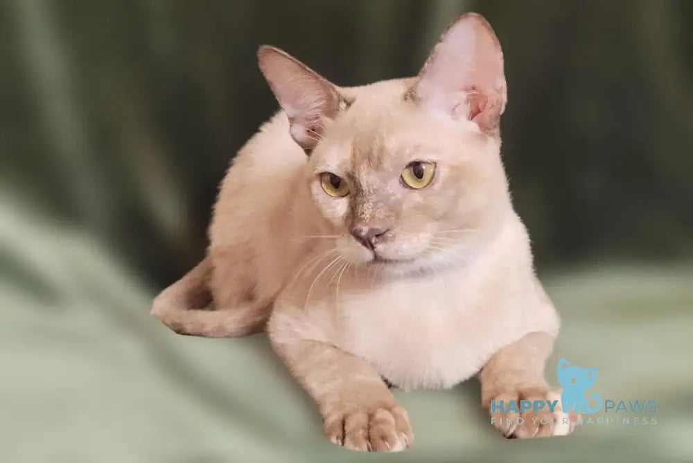 Nadine Burmese female chocolate tortie live animals