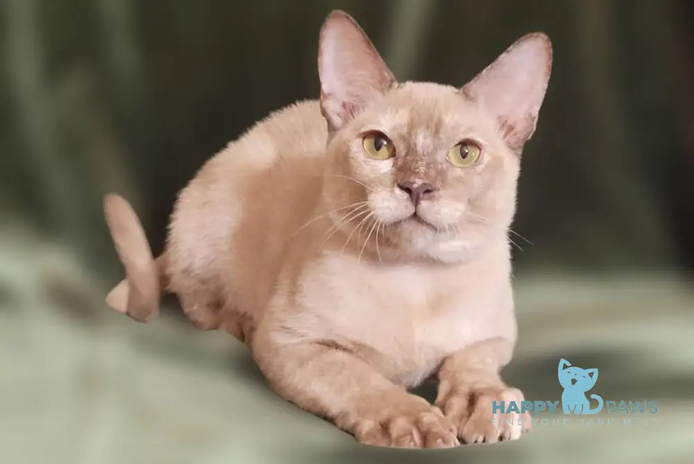 Nadine Burmese female chocolate tortie live animals