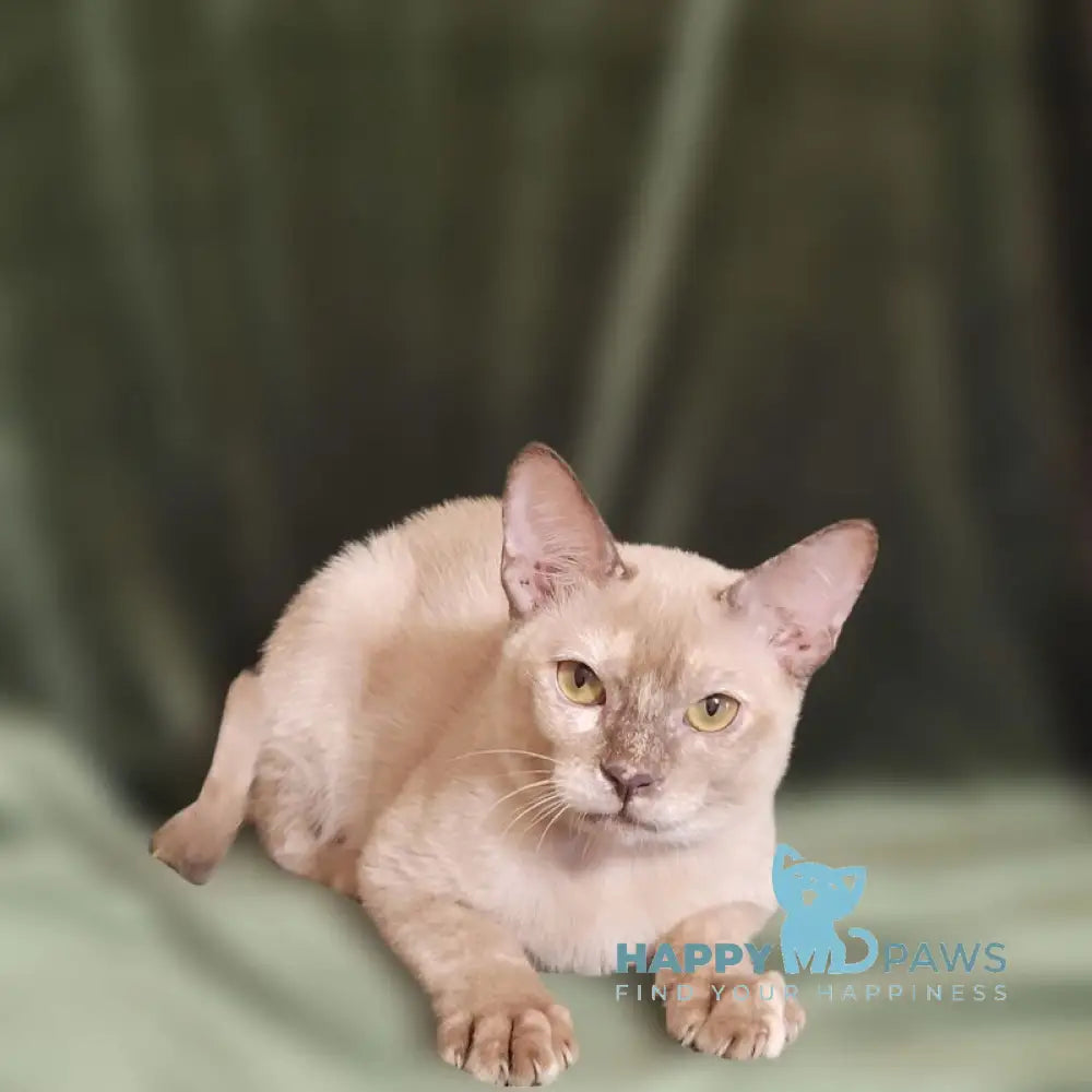 Nadine Burmese female chocolate tortie live animals