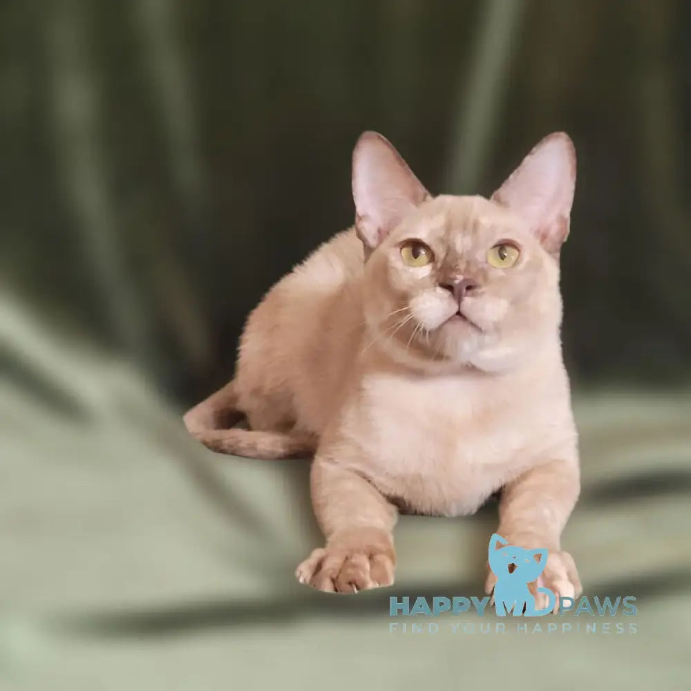 Nadine Burmese female chocolate tortie live animals