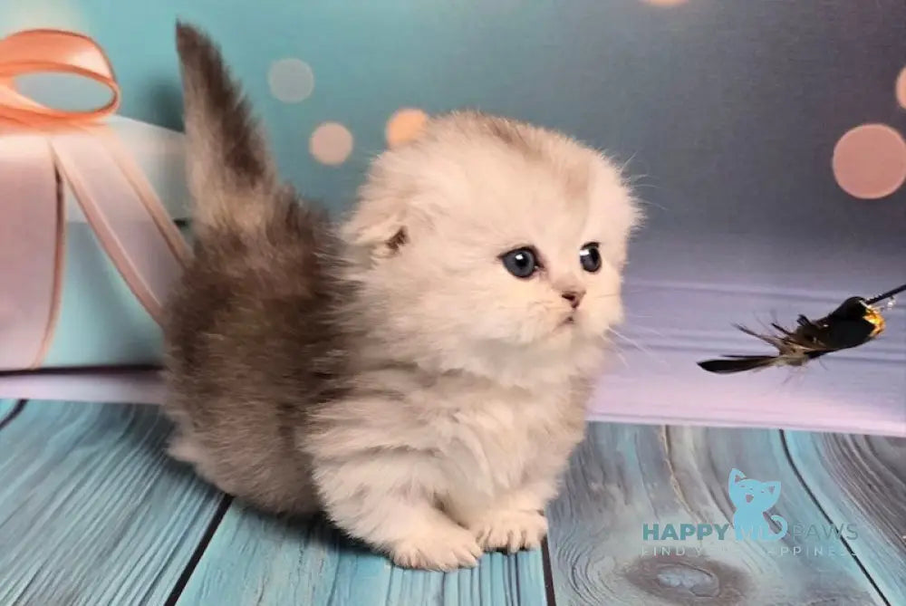 Naelion Munchkin male black silver shaded live animals