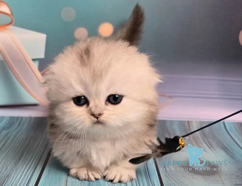 Naelion Munchkin male black silver shaded live animals