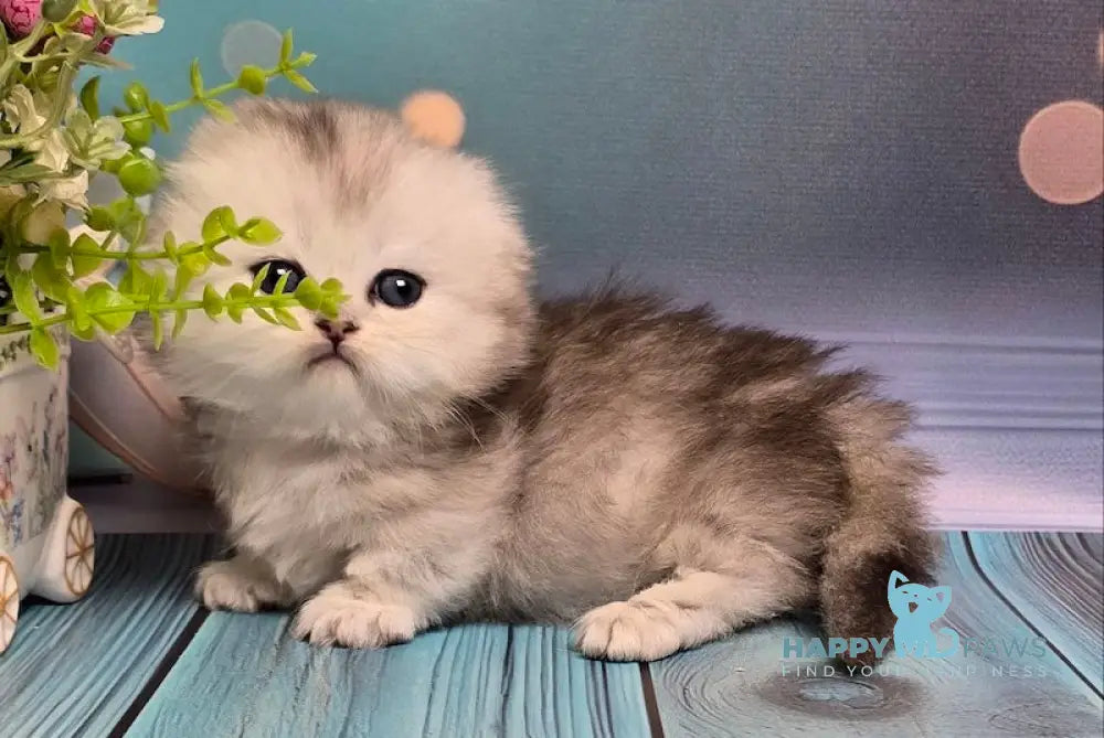 Naelion Munchkin male black silver shaded live animals