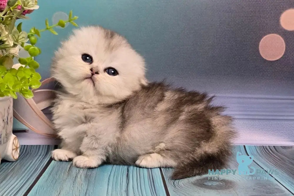 Naelion Munchkin male black silver shaded live animals