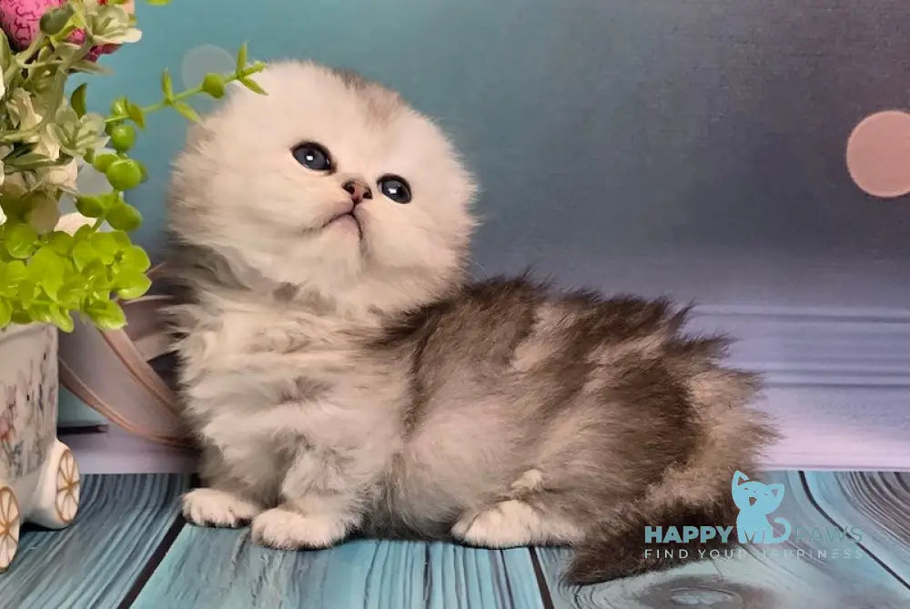 Naelion Munchkin male black silver shaded live animals