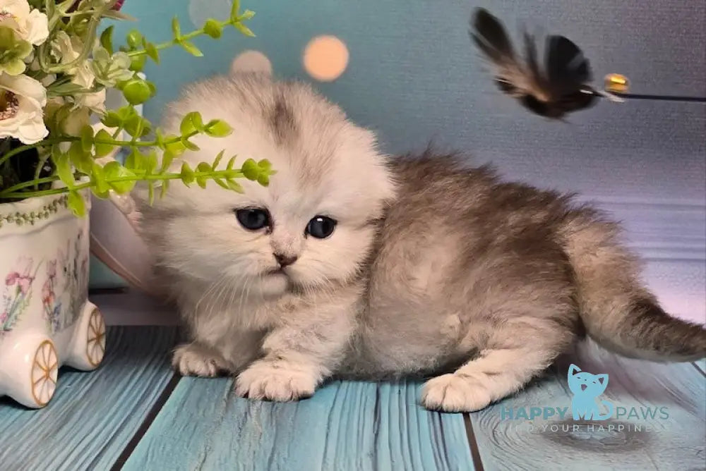 Naelion Munchkin male black silver shaded live animals