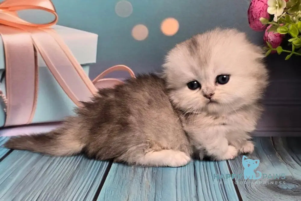 Naelion Munchkin male black silver shaded live animals