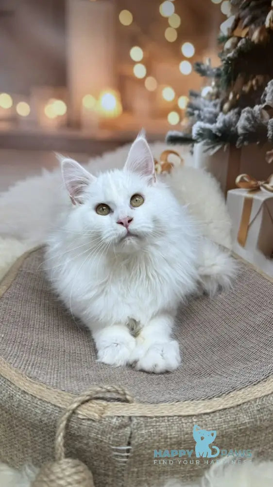 Naf-Naf Maine Coon female white live animals