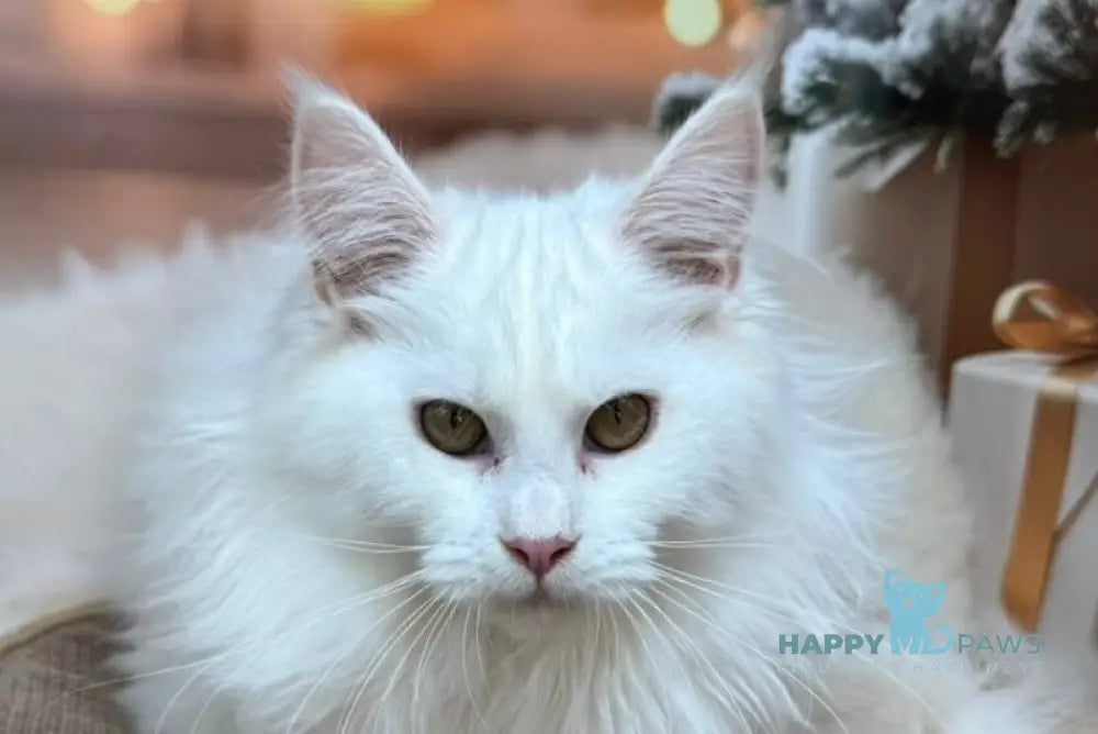 Naf-Naf Maine Coon female white live animals