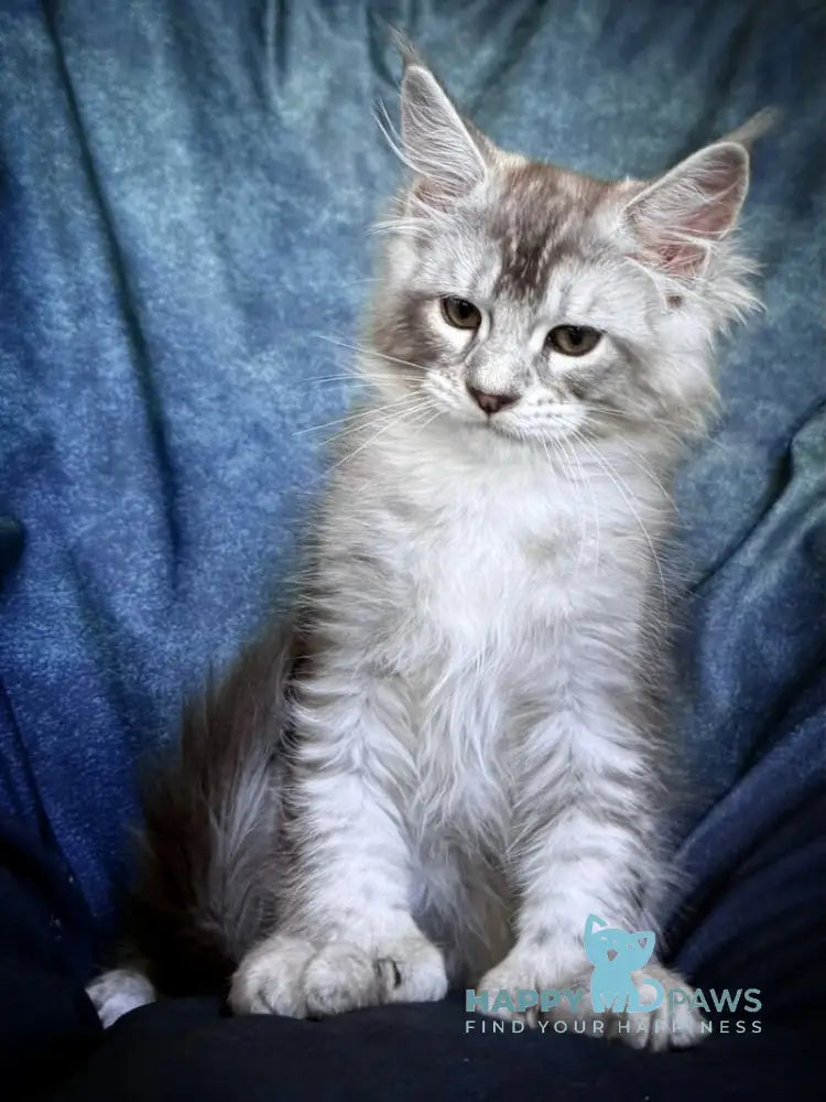 Nafaniel Maine Coon male black silver ticked tabby live animals