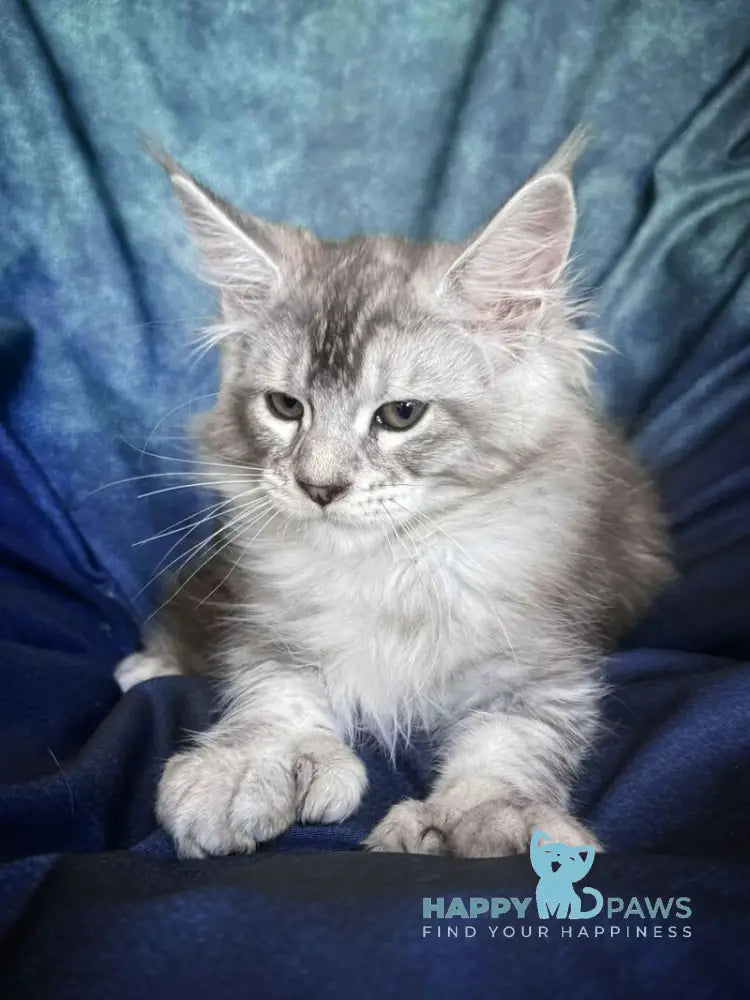 Nafaniel Maine Coon male black silver ticked tabby live animals