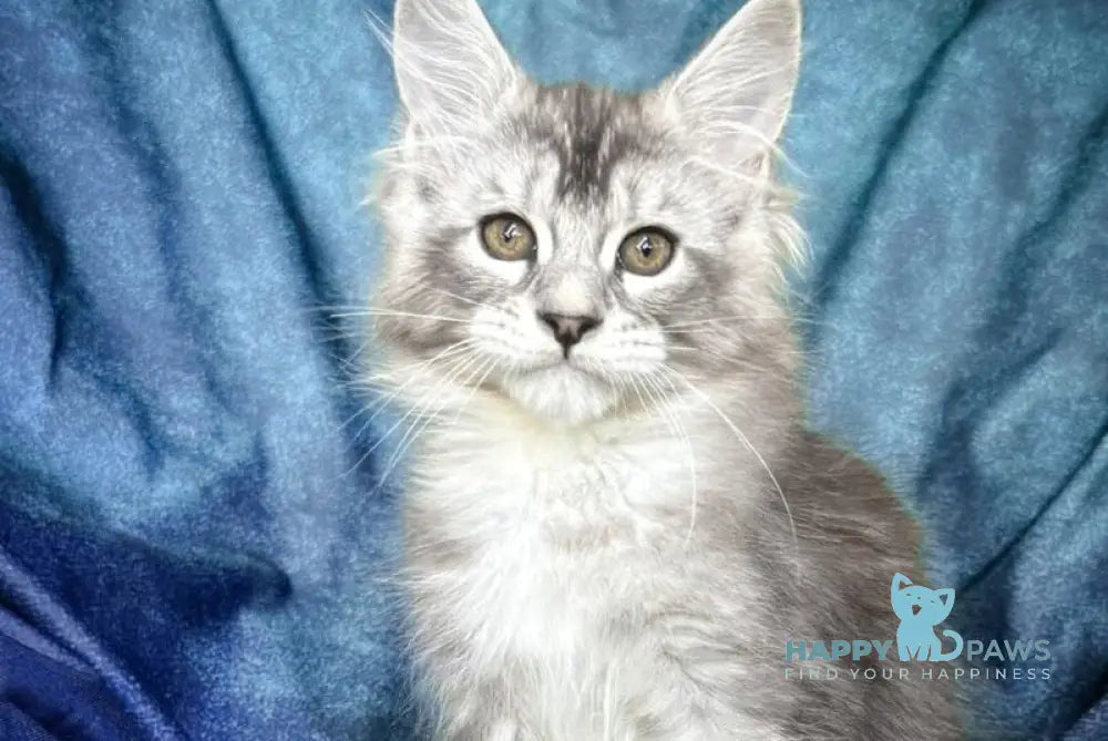 Nafaniel Maine Coon male black silver ticked tabby live animals