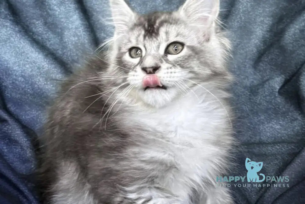Nafaniel Maine Coon male black silver ticked tabby live animals