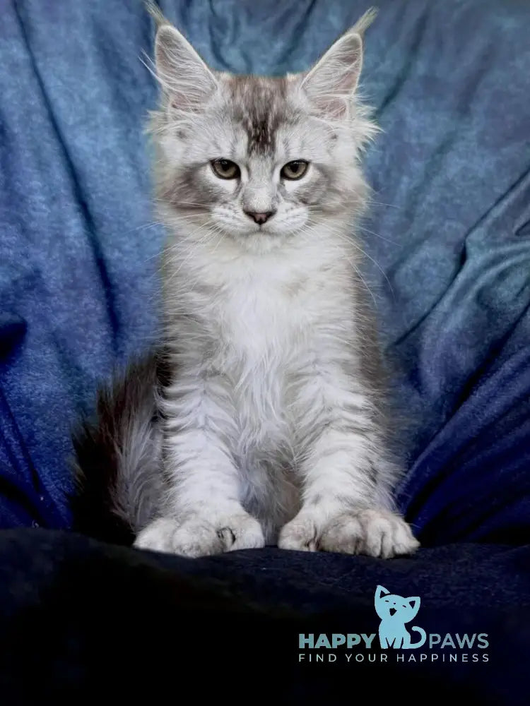 Nafaniel Maine Coon male black silver ticked tabby live animals