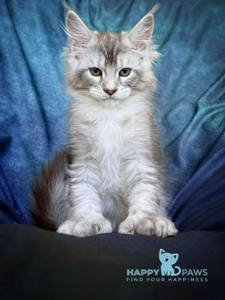 Nafaniel Maine Coon male black silver ticked tabby live animals