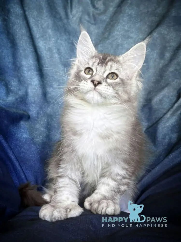 Nafaniel Maine Coon male black silver ticked tabby live animals