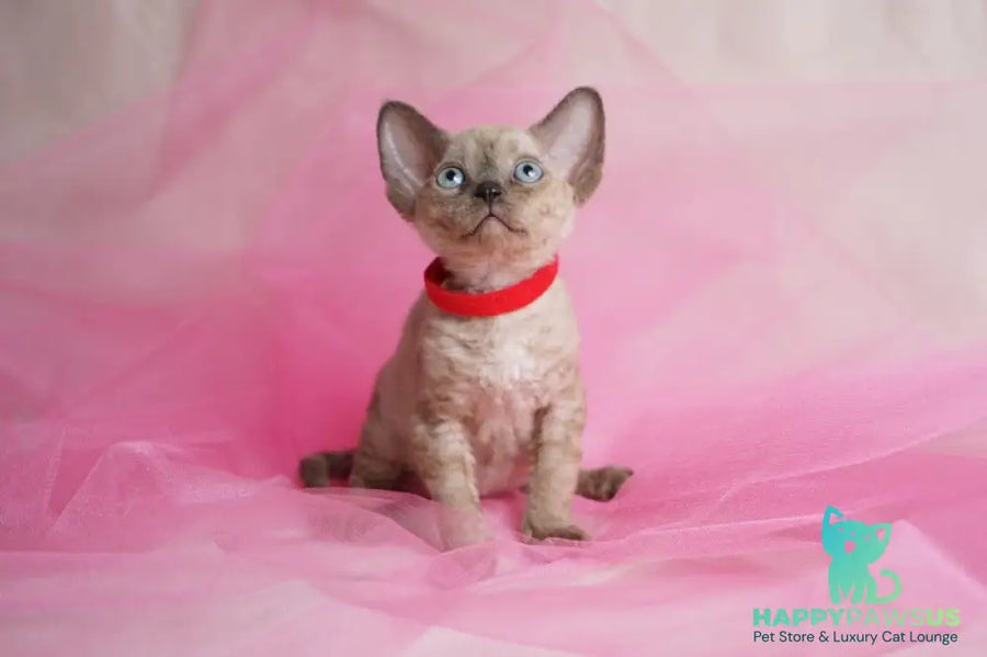 Naila Devon Rex female chocolate pointed - live animals