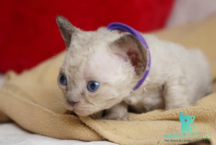 Naila Devon Rex female chocolate pointed - live animals