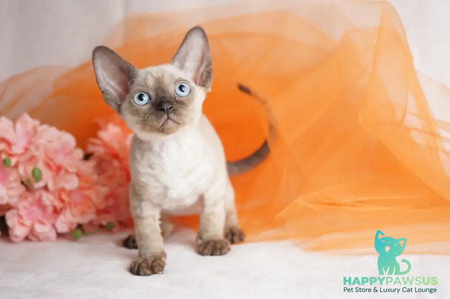 Naila Devon Rex female chocolate pointed - live animals